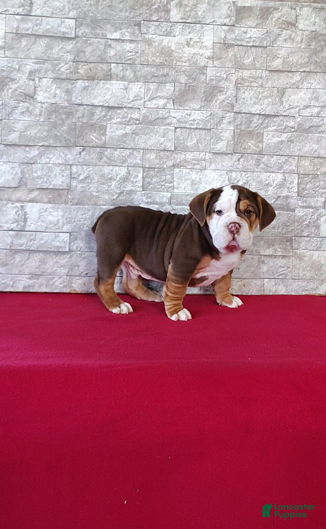 Beabull dogs Baxter - Ad 1