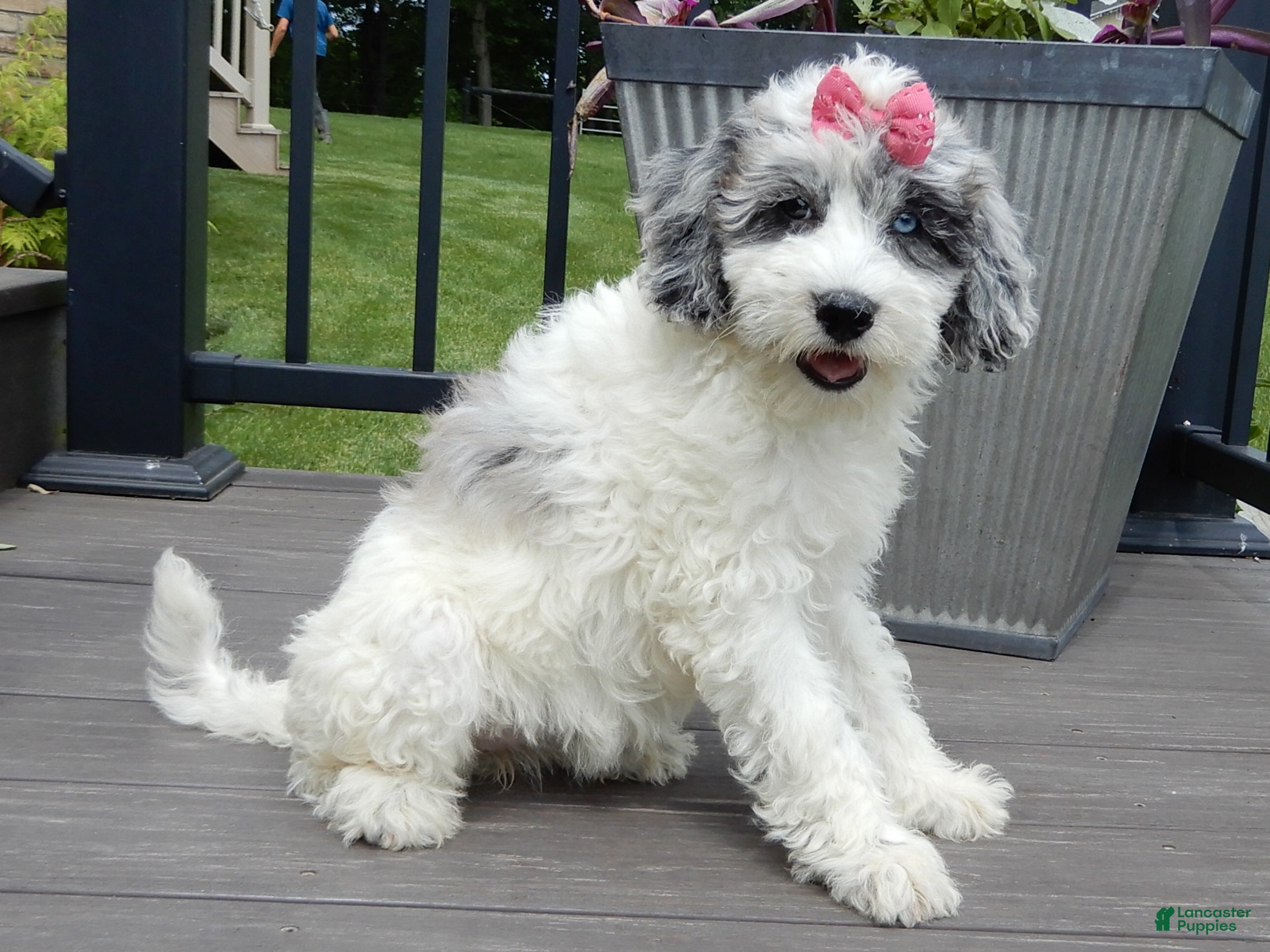 Sheepadoodle dogs Willow - Ad 2
