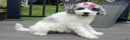 Sheepadoodle dogs for sale: Willow - Ad 2