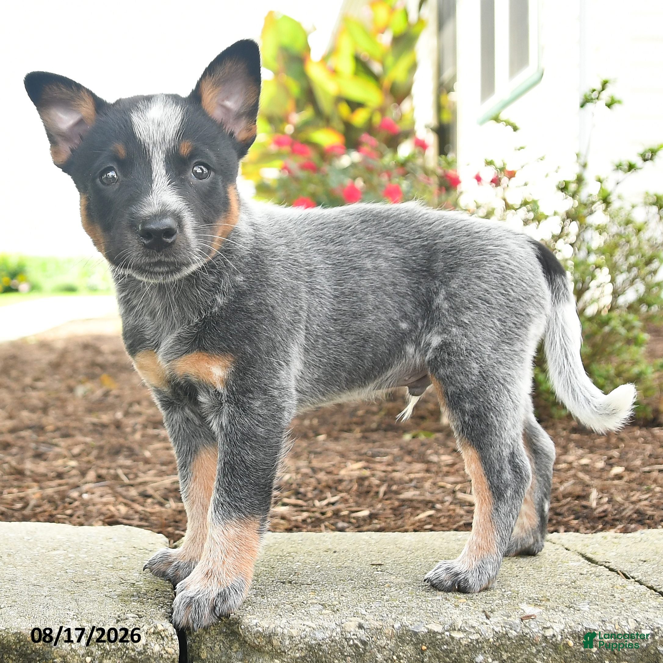 Australian Cattle Dog dogs Fido - Ad 2