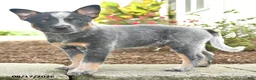 Australian Cattle Dog dogs for sale: Fido - Ad 2