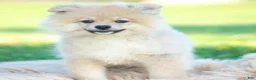 Pomeranian dogs for sale: franklin AKC - Ad 3