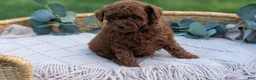 Toy Poodle dogs for sale: Carson - Ad 8