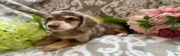 Miniature Dachshund dogs for sale: Simba - Ad 14
