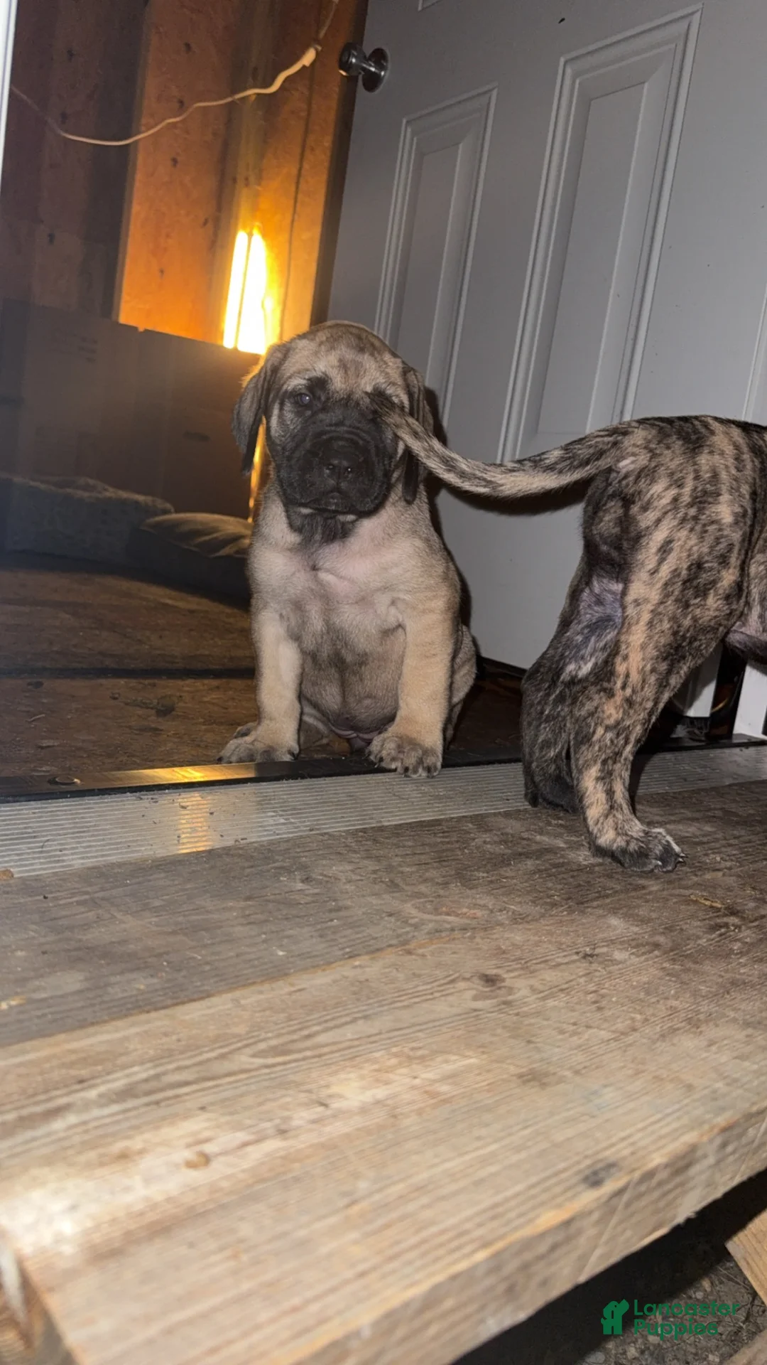English Mastiff dogs for sale: English Mastiff 2 - Ad 12