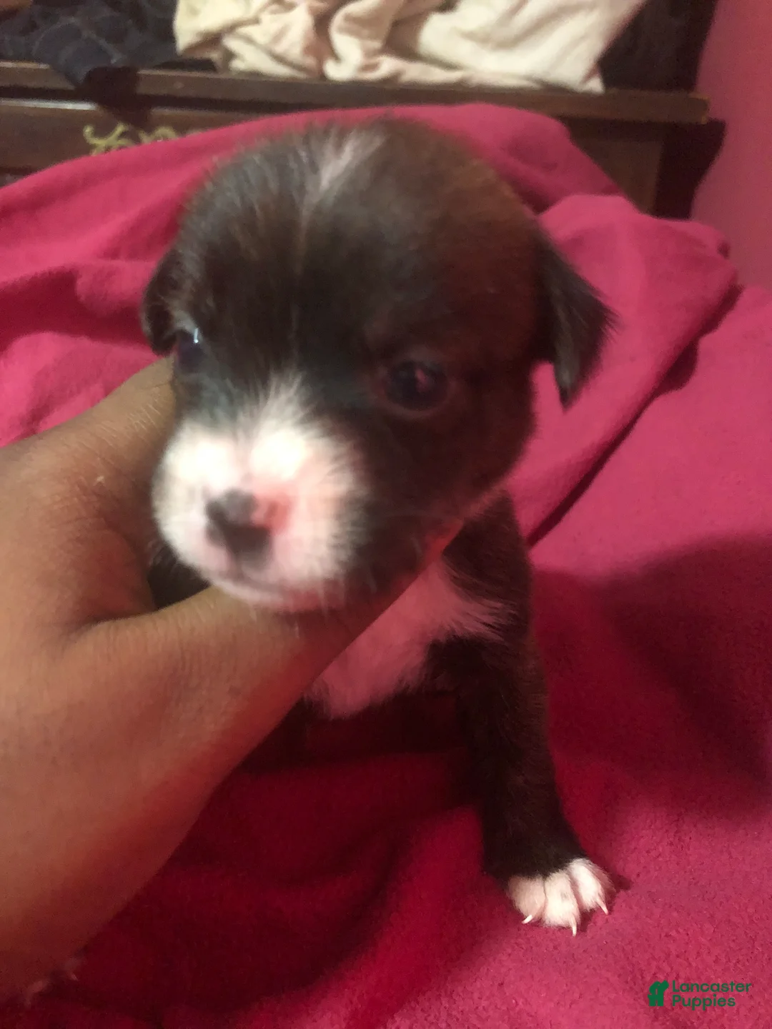 Mixed Breed dogs for sale: Handsome 😎 - Ad 15