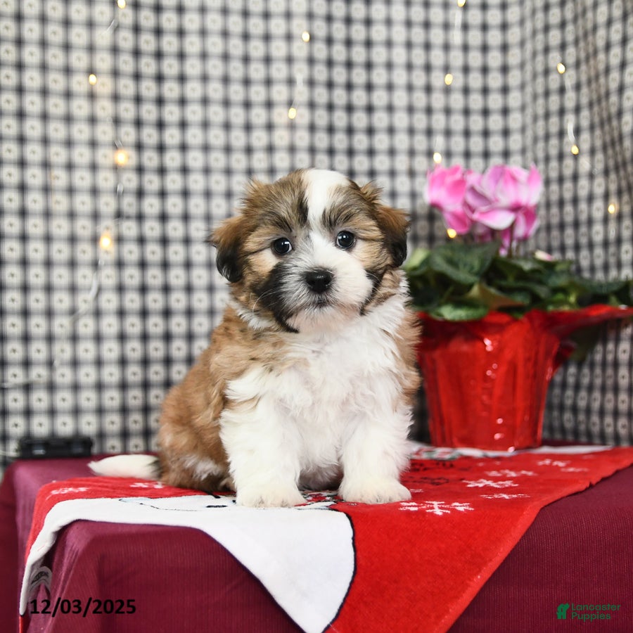 Malshi dogs Honey - Ad 29