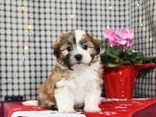 Malshi dogs Honey - Ad 9