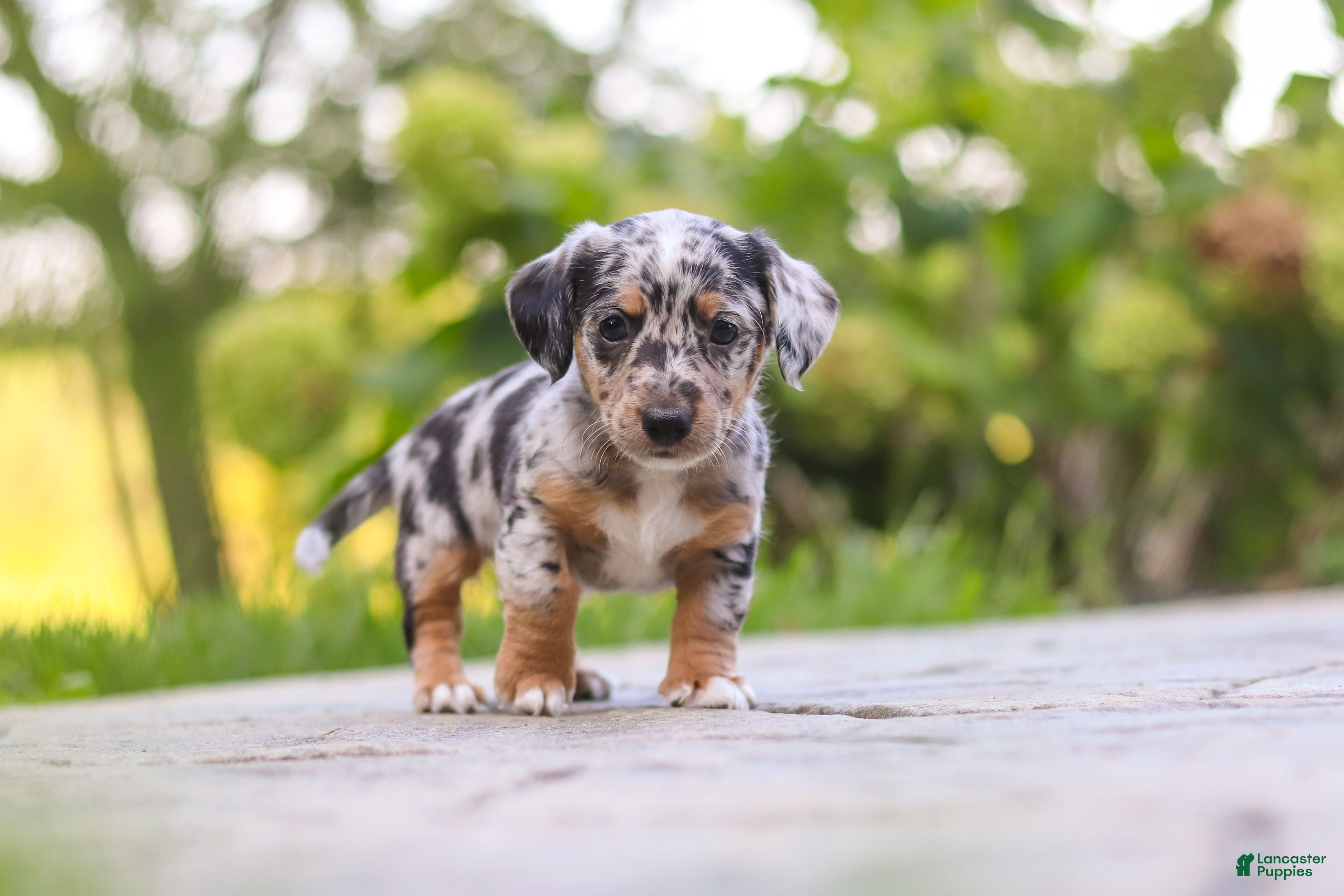 Mixed Breed dogs Moose - Ad 2