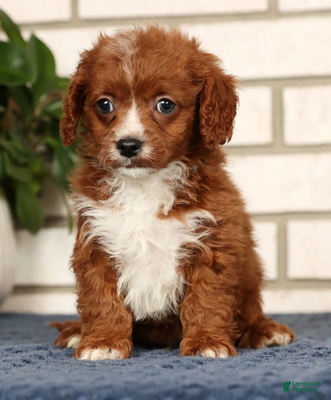Cavapoo dogs for sale: Duane - Ad 1
