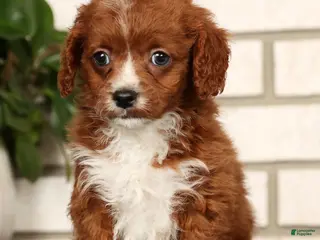 Cavapoo dogs Duane - Ad 33