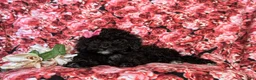 Cockapoo dogs for sale: Odette Hypoallergenic - Ad 5