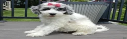 Sheepadoodle dogs for sale: Willow - Ad 3