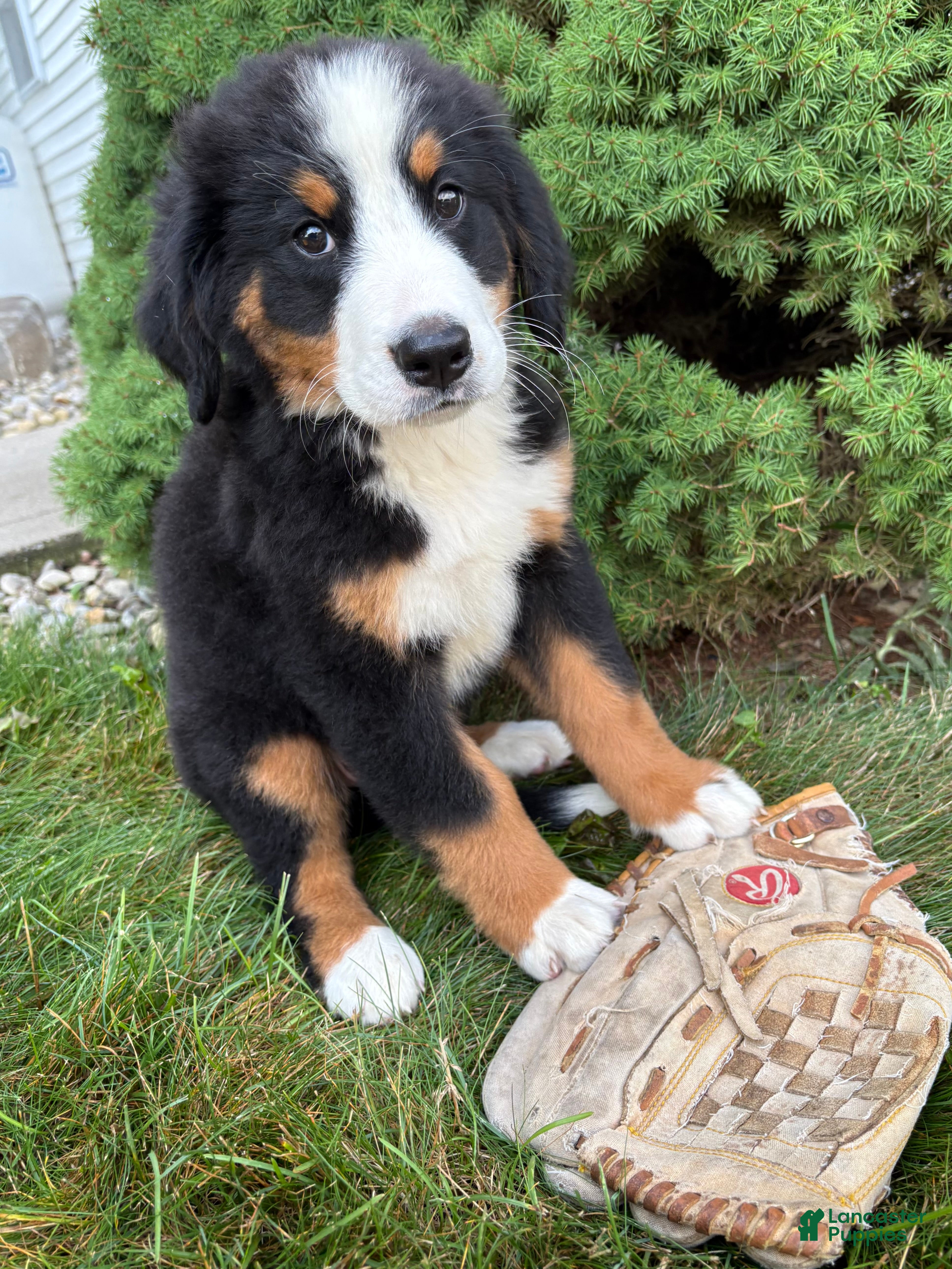Bernese Mountain Dog dogs Bailey - Ad 2