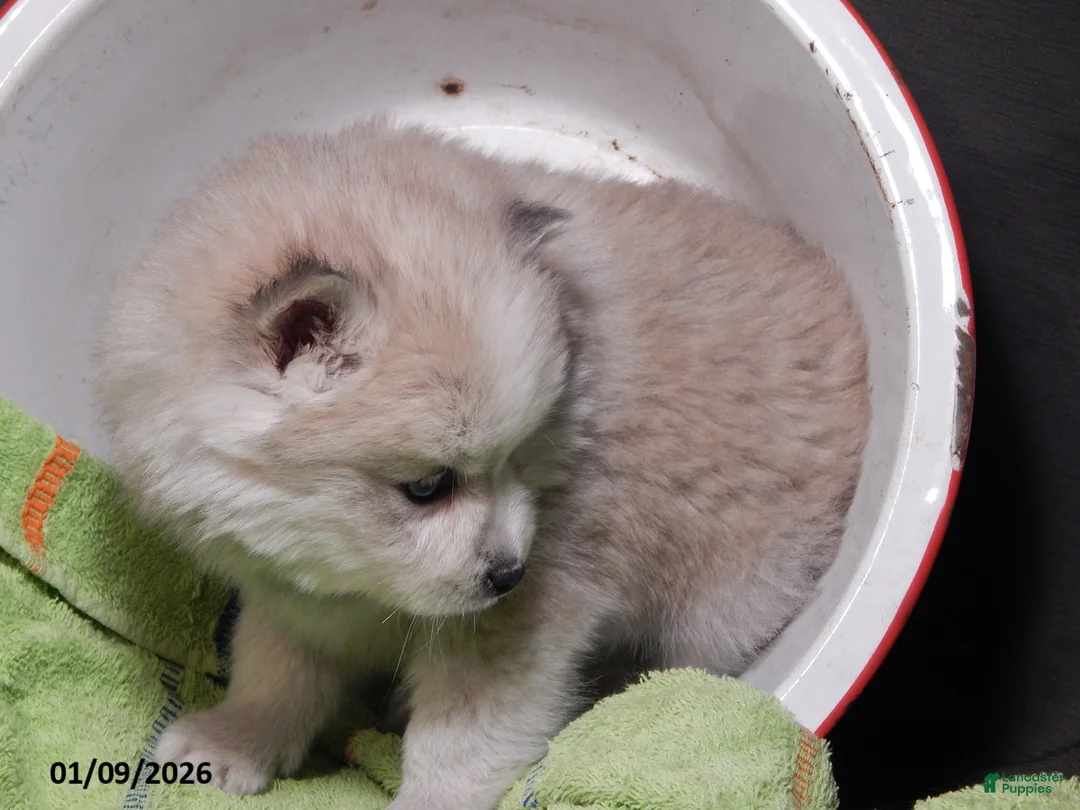 Pomsky dogs for sale: Milo - Ad 4