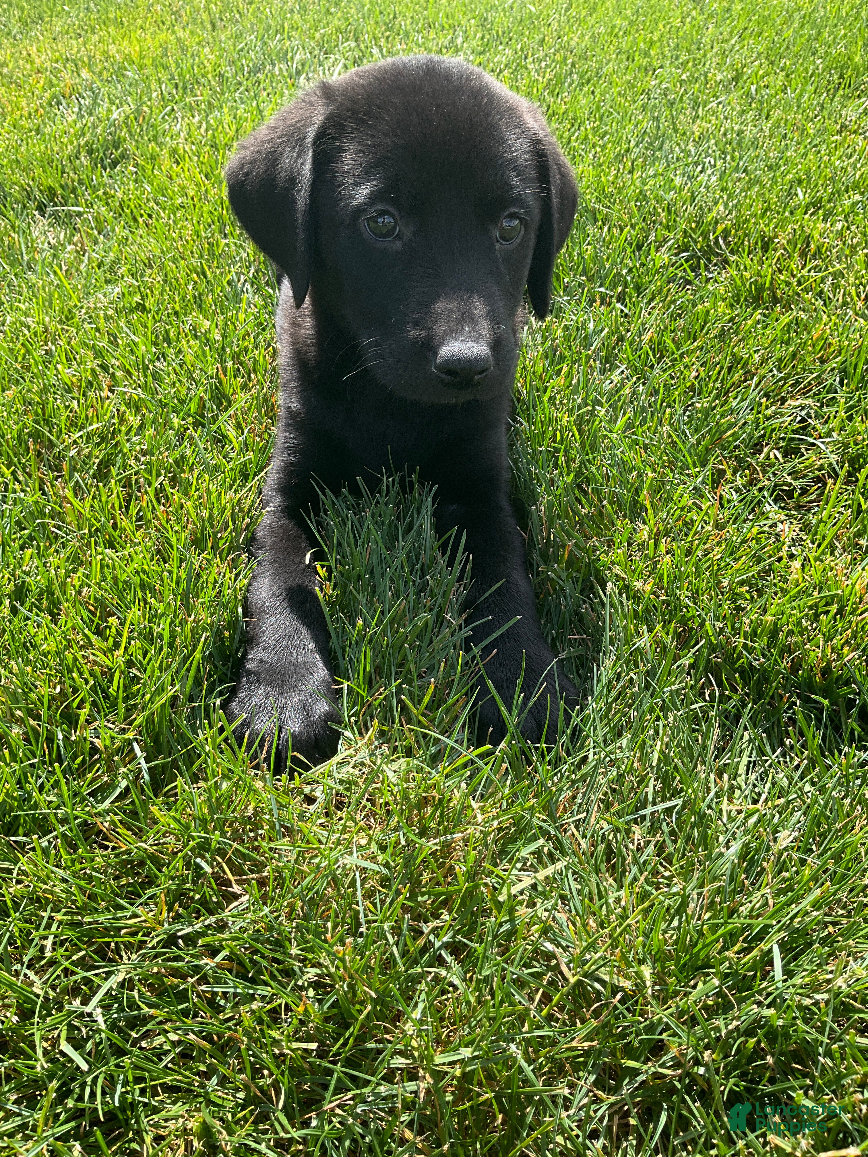 Labrador Retriever dogs Basil - Ad 2