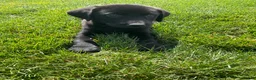 Labrador Retriever dogs for sale: Basil - Ad 2