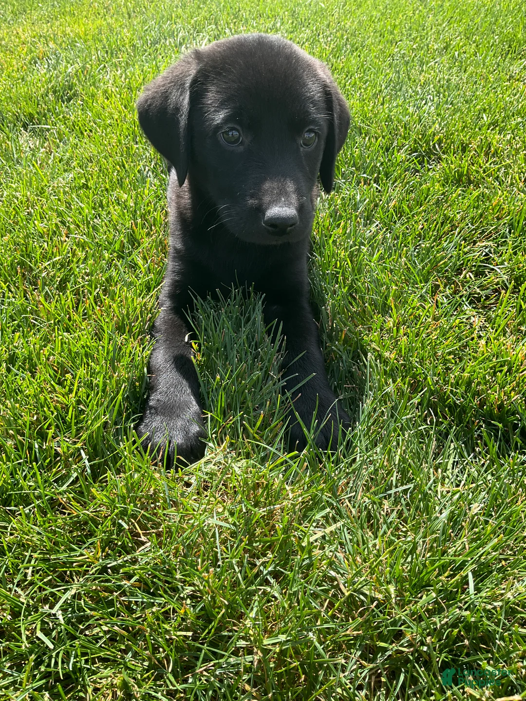 Labrador Retriever dogs for sale: Basil - Ad 2
