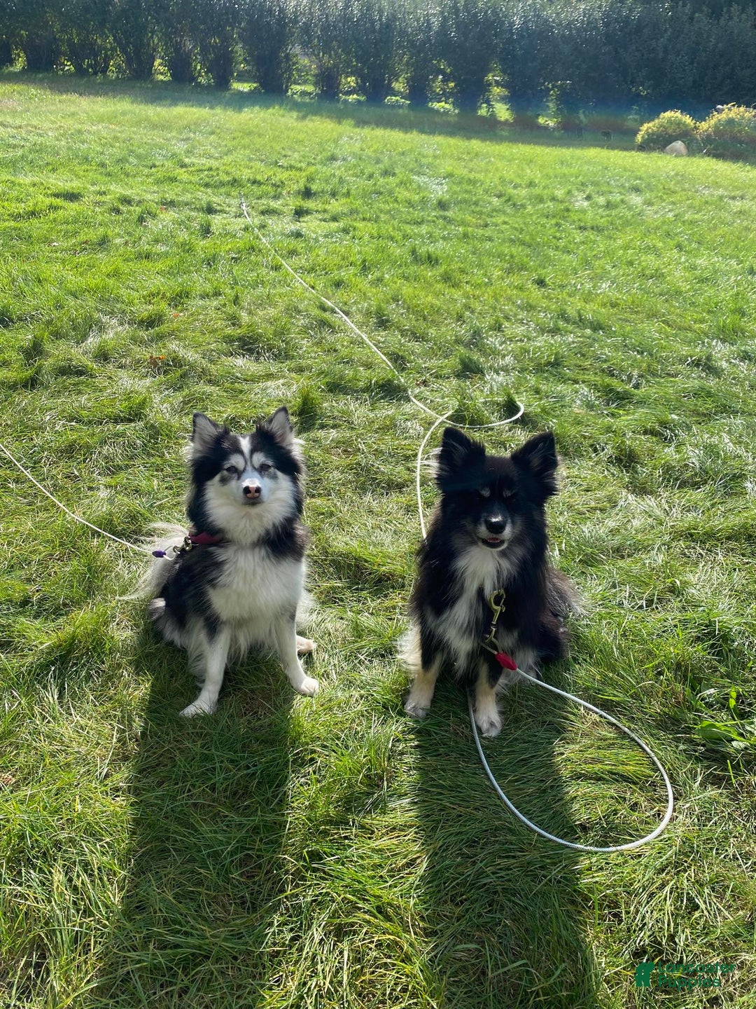 Pomsky dogs for sale: Lumi - Ad 19