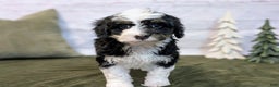 Mini Bernedoodle dogs for sale: Lana - Ad 7