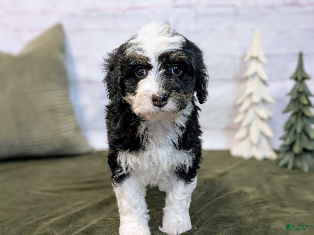 Mini Bernedoodle dogs for sale: Lana - Ad 7