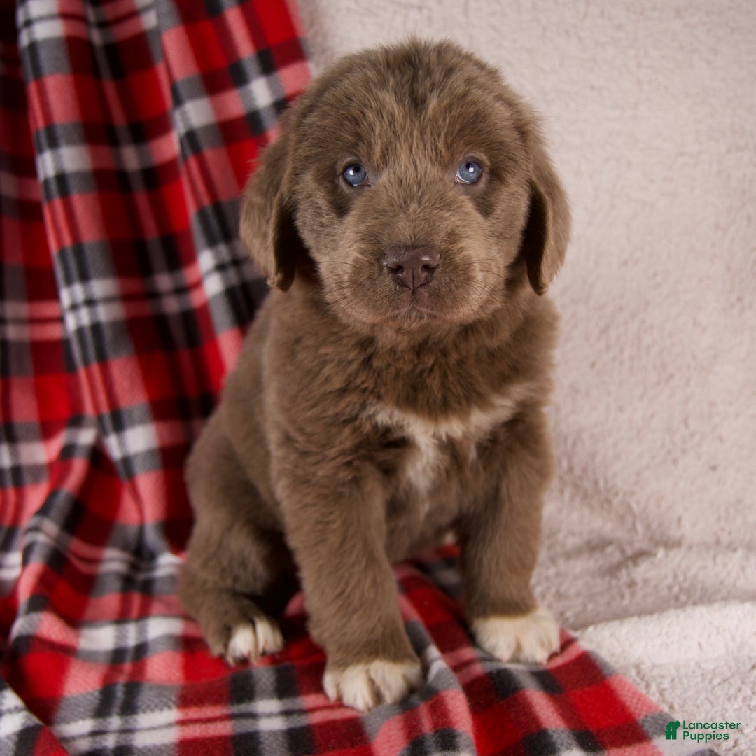 Newfoundland dogs for sale: Fern - Ad 1