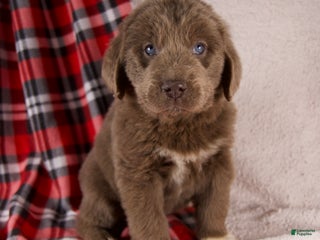 Newfoundland dogs Fern - Ad 33