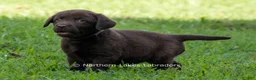 Labrador Retriever dogs for sale: Elijah - Ad 2