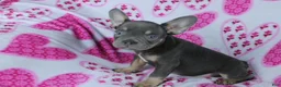 French Bulldog dogs for sale: Hunter - Ad 1