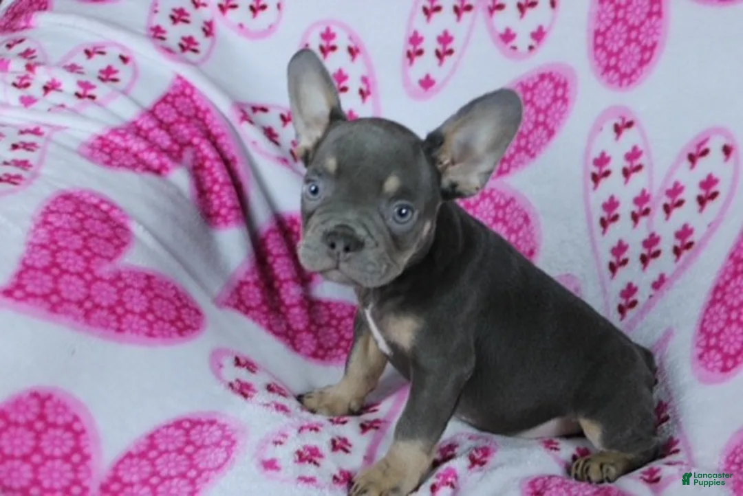 French Bulldog dogs for sale: Hunter - Ad 1