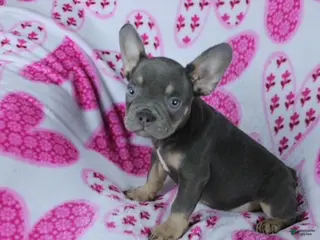 French Bulldog dogs Hunter - Ad 32
