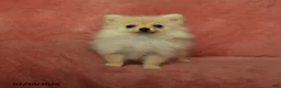 Pomeranian dogs for sale: Archie - Ad 2
