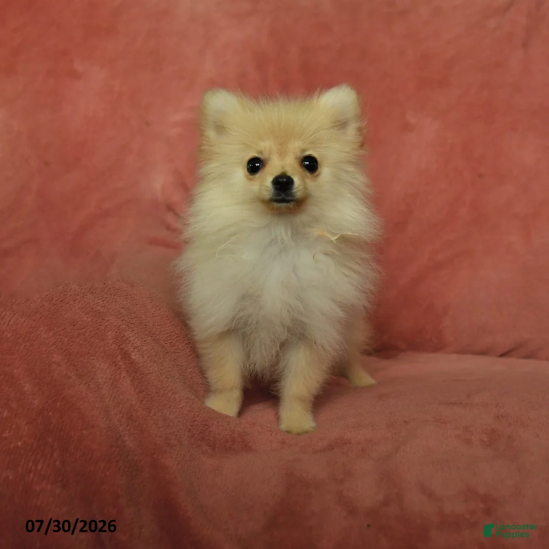 Pomeranian dogs for sale: Archie - Ad 2