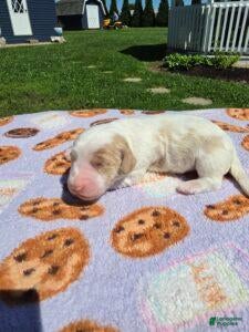 Standard Poodle dogs Dixie - Ad 2