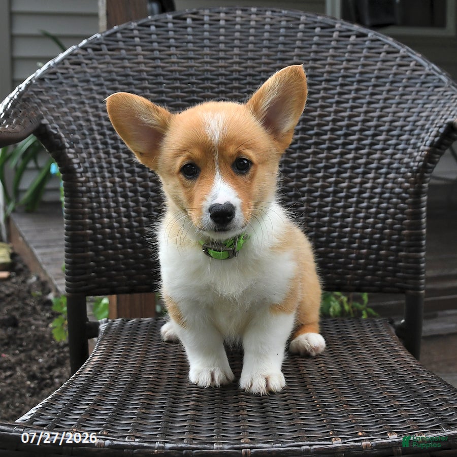 Welsh Corgi Pembroke dogs Pretzle - Ad 1