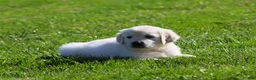Golden Retriever dogs for sale: Leslie - Ad 5