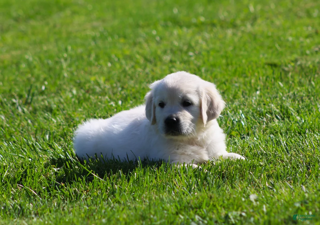 Golden Retriever dogs for sale: Leslie - Ad 5