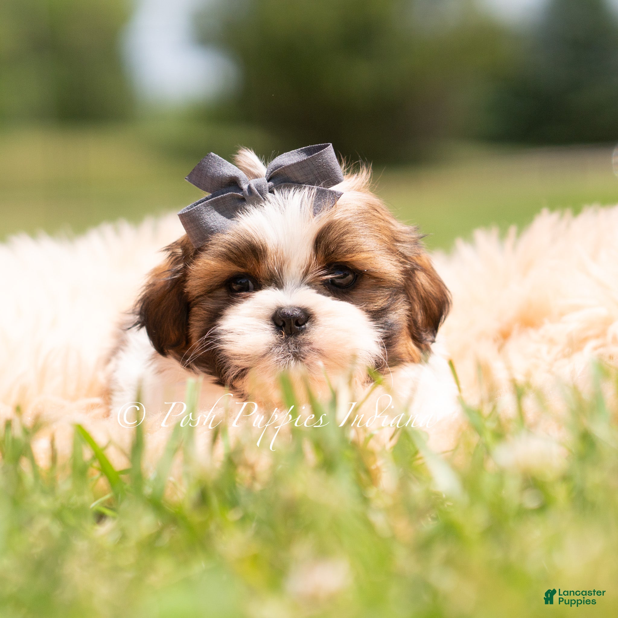 Shih Tzu dogs Gus Gus - Ad 2