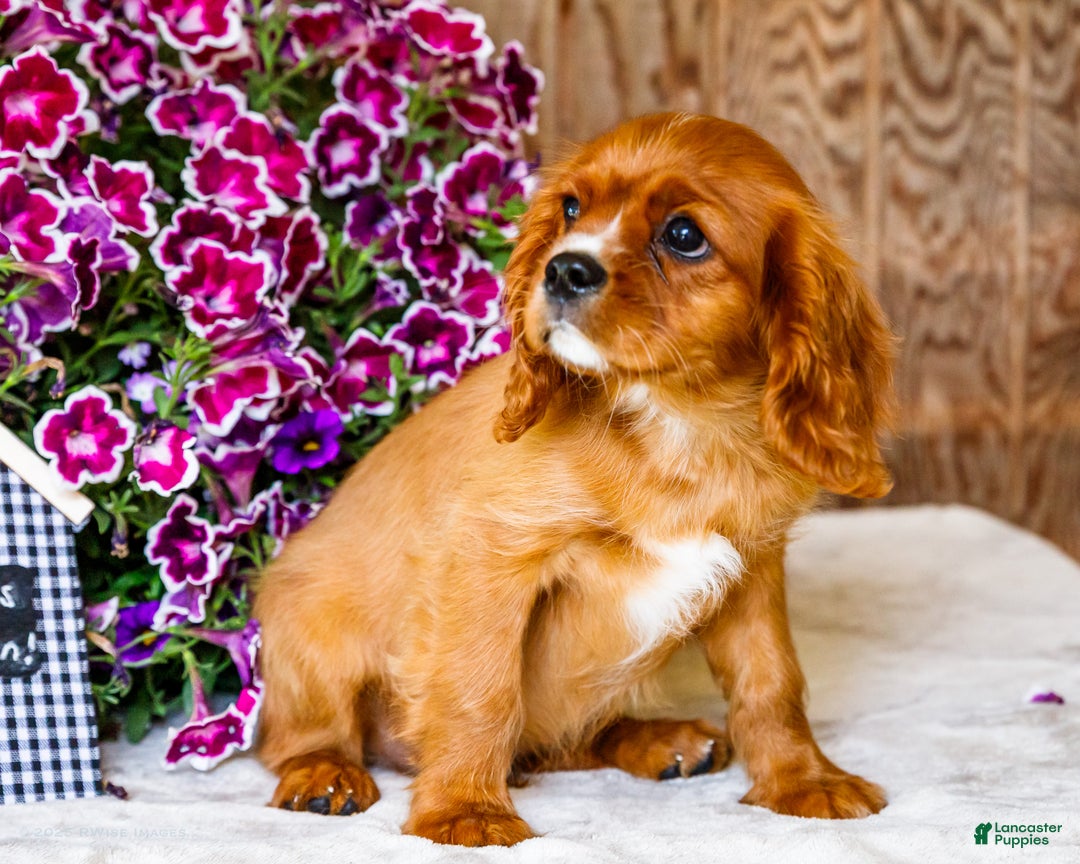 Cavalier King Charles Spaniel dogs for sale: Oliver - Ad 12