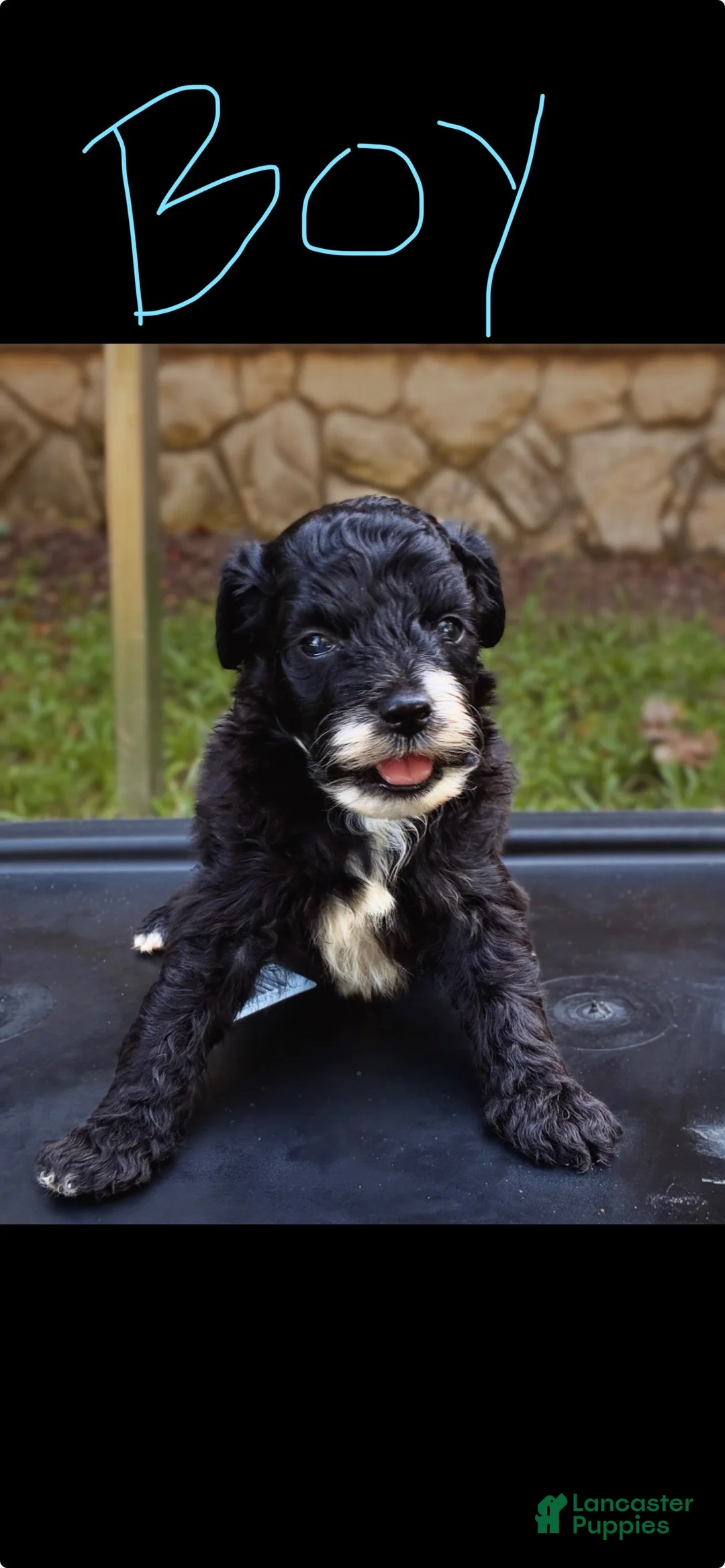 Mini Aussiedoodle dogs for sale: Ash - Ad 2
