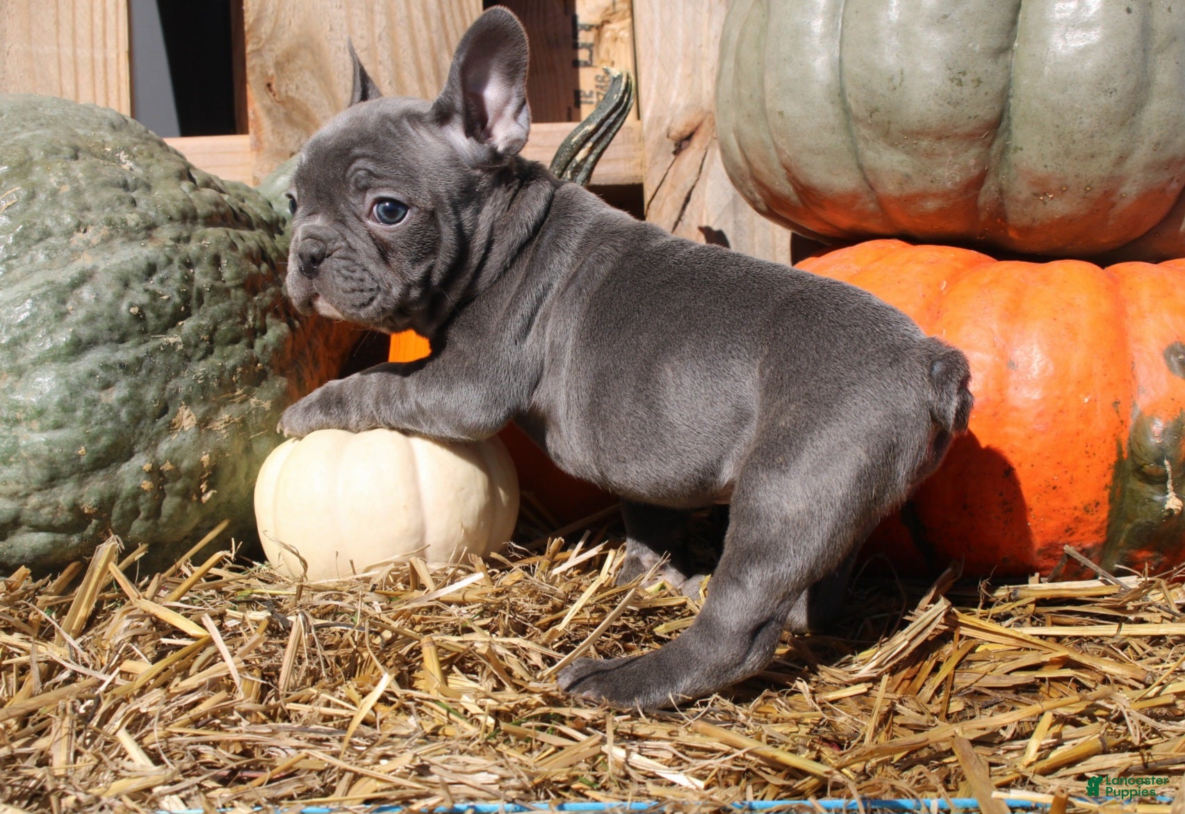 Mixed Breed dogs Ollie - Ad 2