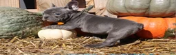 Mixed Breed dogs for sale: Ollie - Ad 2