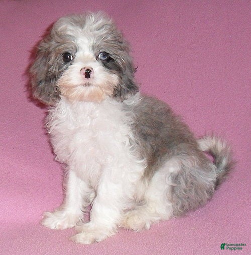 Cockapoo dogs Katie - Ad 1