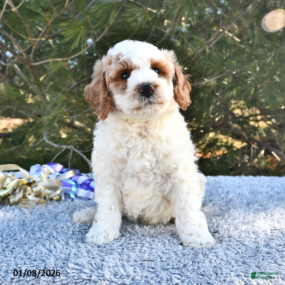 Mini Goldendoodle dogs for sale: Fletcher - Ad 2