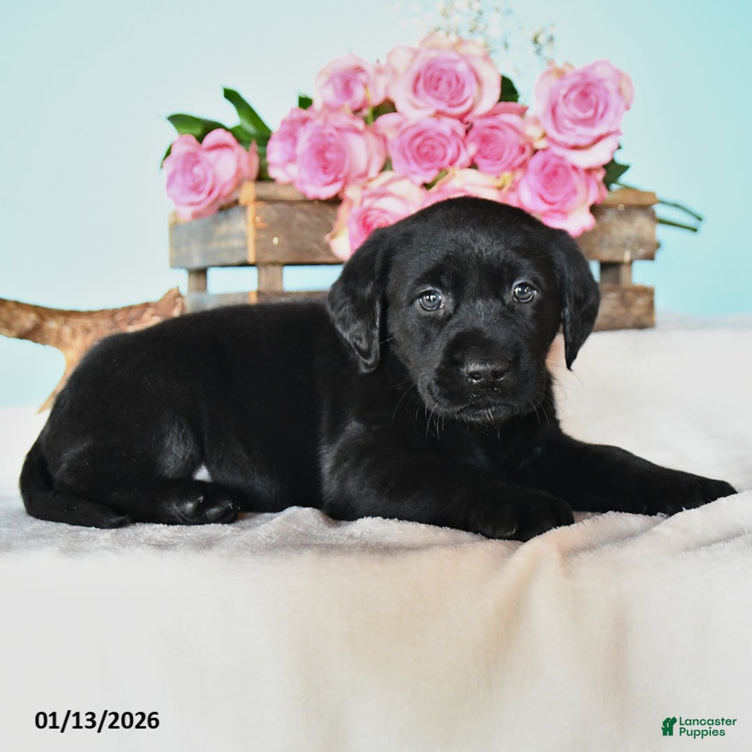 Labrador Retriever dogs for sale: Elissa - Ad 2