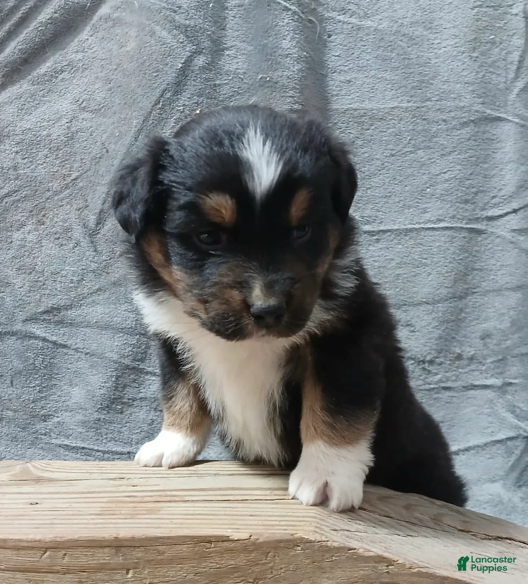 Australian Shepherd dogs for sale: Flynn - Ad 39