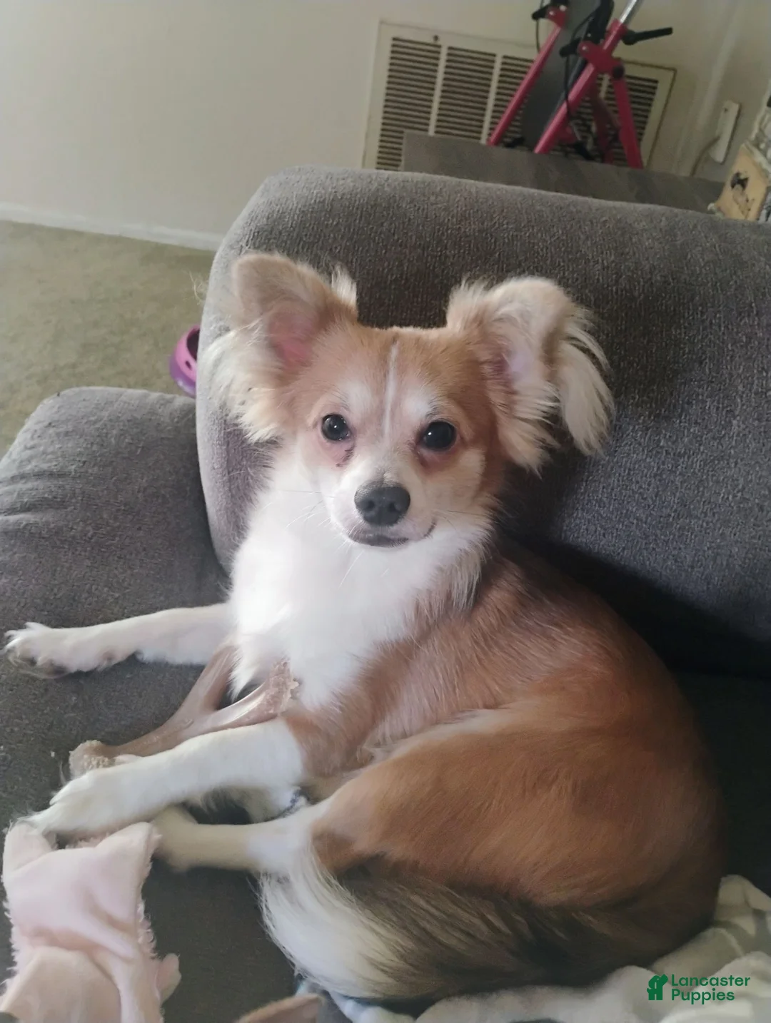 Chihuahua dogs for sale: Chihuahua 1 - Ad 2