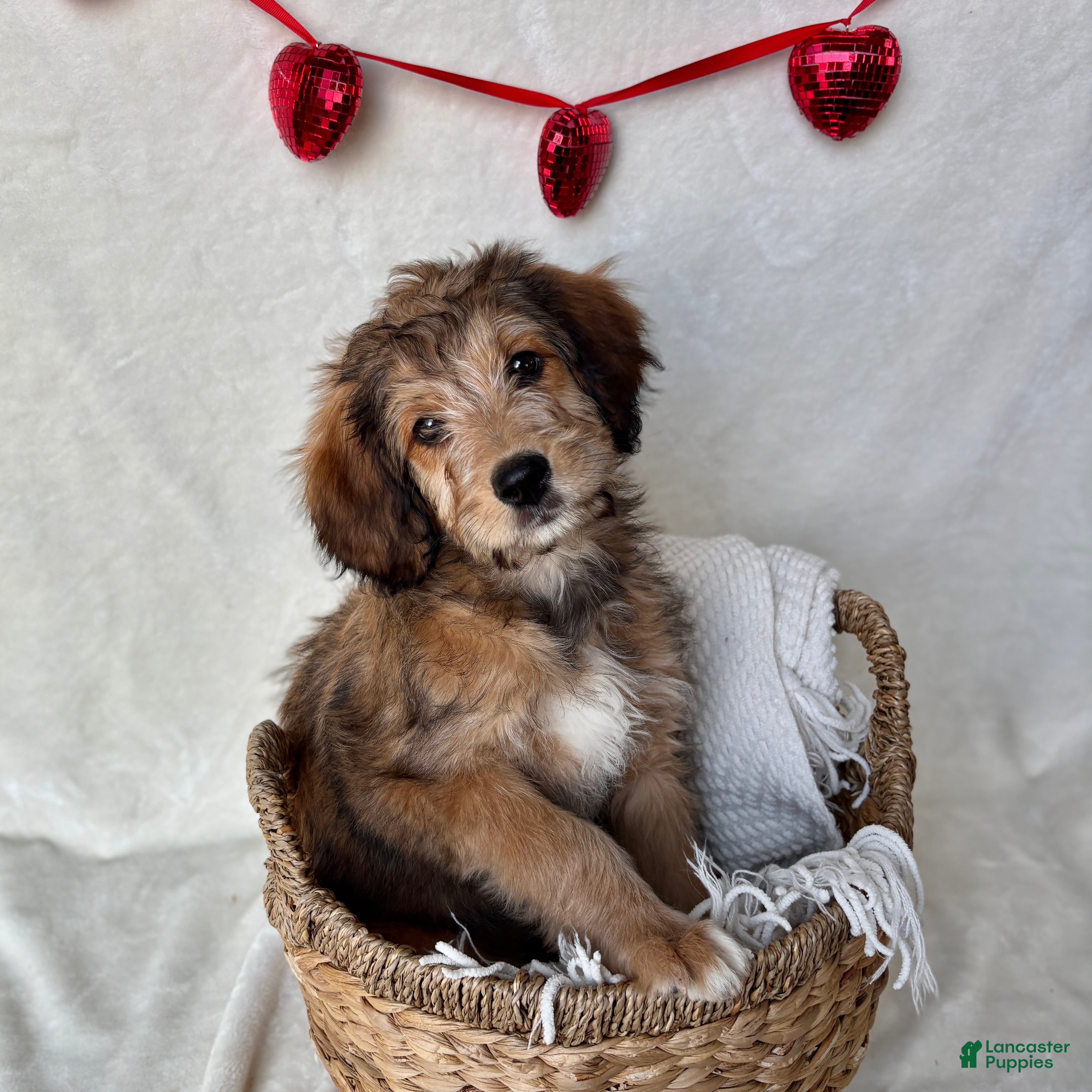 Bernedoodle dogs Sophie (Updated Pictures!) - Ad 1