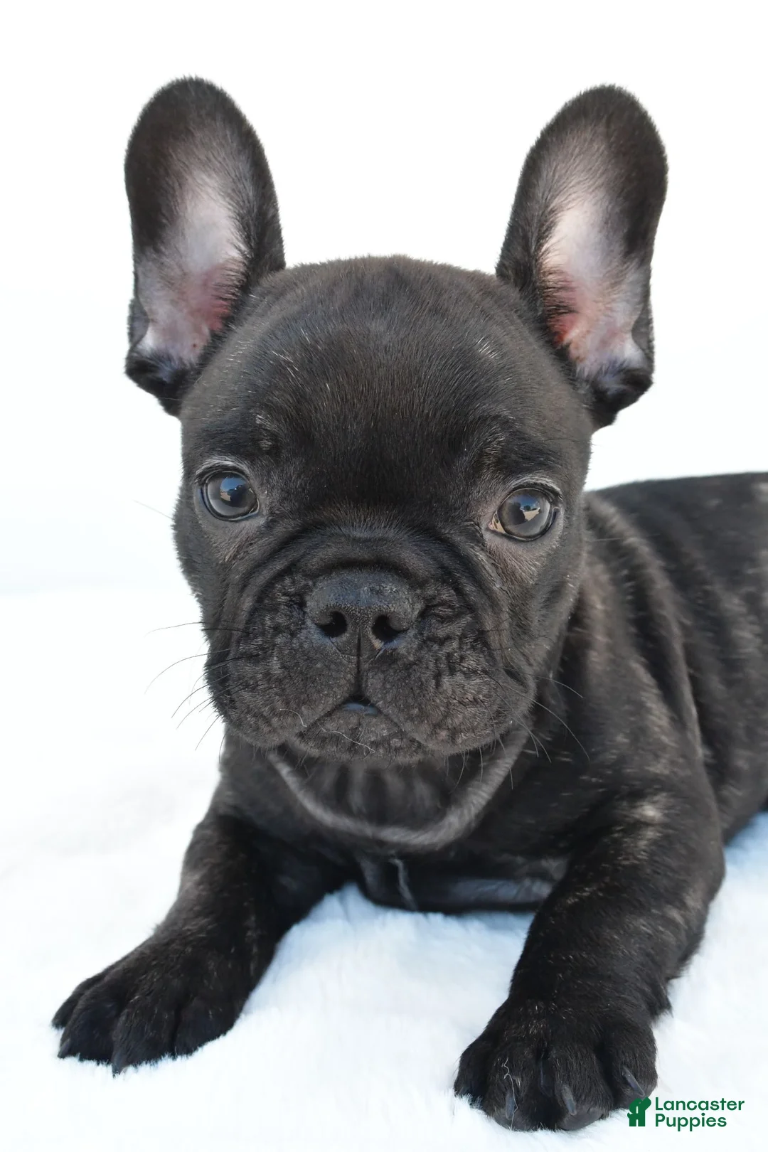 French Bulldog dogs for sale: Beau - Ad 8