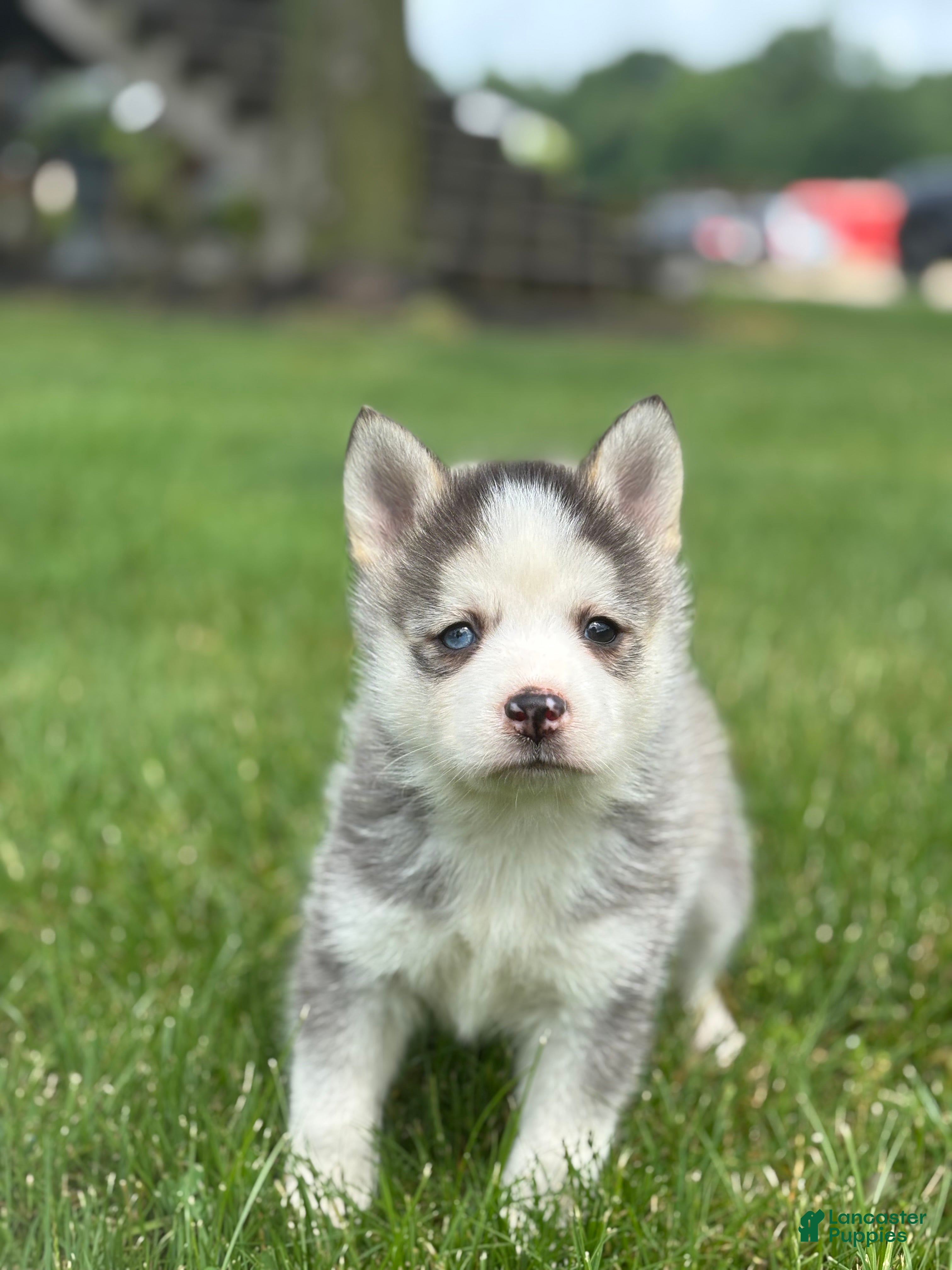 Pomsky dogs Saint - Ad 2